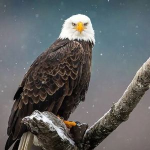 Eagles FC