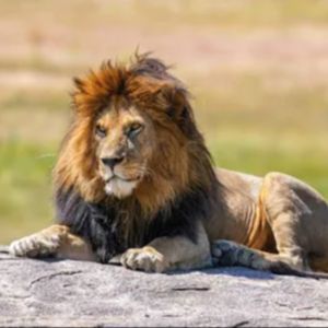 Lions FC